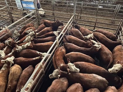 El detalle de venta fue 39 novillos; 229 novillitos; 251 vaquillonas; 189 vacas; 1 conserva, y 7 toros
