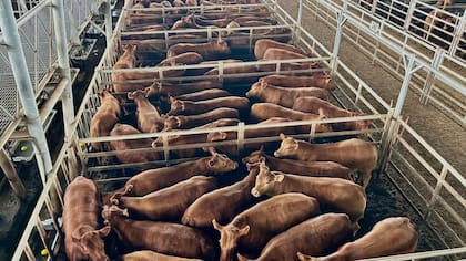 El detalle de venta fue 522 novillos; 1004 novillitos; 1234 vaquillonas; 740 vacas; 299 conservas, y 101 toros