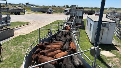 El detalle de venta fue 560 novillos; 1368 novillitos; 2372 vaquillonas; 2001 vacas; 167 conservas; y 111 toros