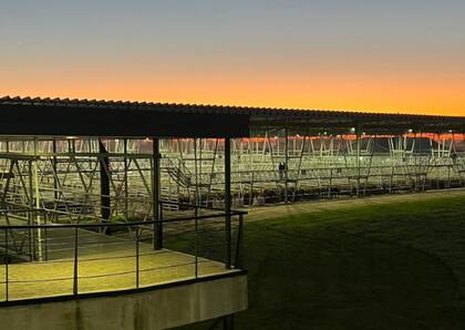 El detalle de venta fue 588 novillos; 1339 novillitos; 1544 vaquillonas; 2541 vacas; 563 conservas; y 490 toros