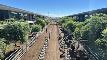 El detalle de venta fue 591 novillos; 758 novillitos; 1167 vaquillonas; 1063 vacas; 298 conservas, y 120 toros