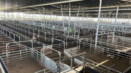 El detalle de venta fue 623 novillos; 1549 novillitos; 1490 vaquillonas; 2378 vacas; 201 conservas, y 375 toros