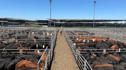 El detalle de venta fue 659 novillos; 1223 novillitos; 1294 vaquillonas; 1059 vacas; 400 conservas, y 93 toros