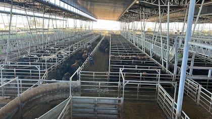 El detalle de venta fue 720 novillos; 1519 novillitos; 1335 vaquillonas; 1739 vacas; 281 conservas, y 178 toros