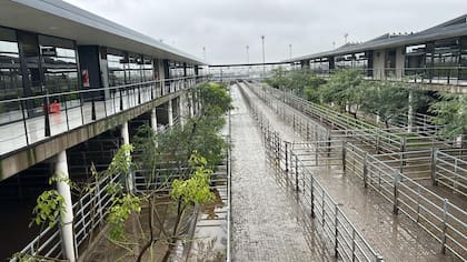 El detalle de venta fue 723 novillos; 830 novillitos; 1232 vaquillonas; 2483 vacas; 1292 conservas, y 279 toros