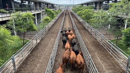 El detalle de venta fue 780 novillos; 803 novillitos; 1019 vaquillonas; 2289 vacas; 1361 conservas, y 186 toros