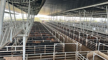 El detalle de venta fue 813 novillos; 1983 novillitos; 2741 vaquillonas; 2169 vacas; 631 conservas, y 228 toros