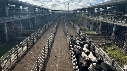 El detalle de venta fue 820 novillos; 1722 novillitos; 2008 vaquillonas; 2466 vacas; 394 conservas, y 329 toros