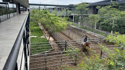 El detalle de venta fue 908 novillos; 1494 novillitos; 2409 vaquillonas; 1754 vacas; 531 conservas, y 151 toros