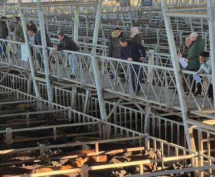 El detalle de ventas fue 645 novillos; 1565 novillitos; 1669 vaquillonas; 2135 vacas; 553 conservas, y 376 toros