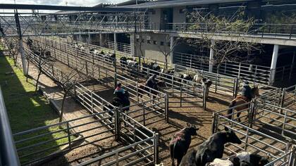 El detalle de ventas fue 815 novillos; 1167 novillitos; 1381 vaquillonas; 1742 vacas; 468 conservas, y 323 toros