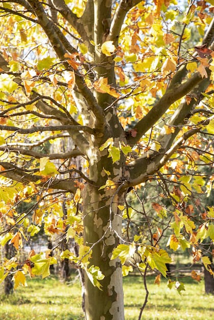 El detalle del tronco característico del Platanus x acerifolia, un ejemplar muy frecuente en Buenos Aires.