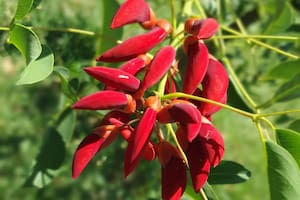 El Día de la Flor Nacional es en honor al ceibo