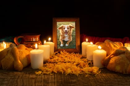 El Día de Muertos de las mascotas honra a los animales de compañía fallecidos (Archivo)