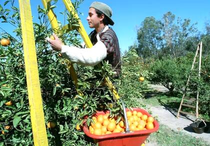 El Día del Trabajador Rural alcanza a todas las personas bajo el Régimen Nacional del Trabajo Agrario