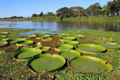 El Día Mundial de los Humedales se celebra cada 2 de febrero, con el fin de concientizar sobre la importancia del cuidado y preservación de este espacio natural