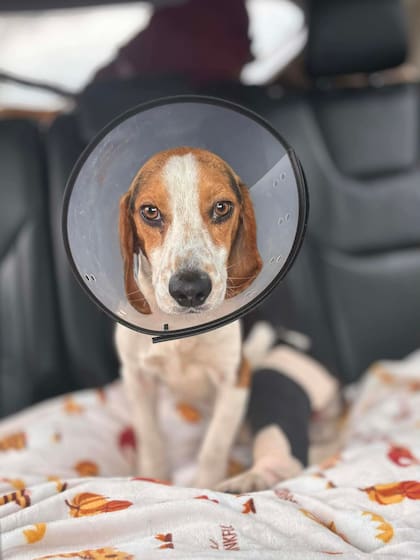 El diagnóstico fue desgarrador: los especialistas encontraron fragmentos de bala en una de sus patas.