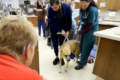 El diagnóstico veterinario apuntó a un cuadro de botulismo, una enfermedad paralizante asociada a toxinas presentes en animales en descomposición