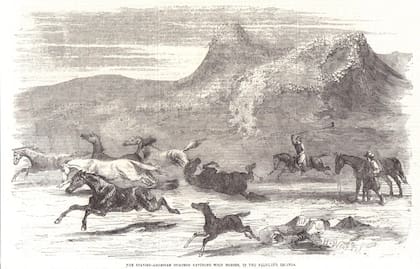 El diario La Gaceta Mercantil estimaba que para 1824“no habría menos de 40.000 cabezas de ganado, con un sinnúmero de caballos salvajes