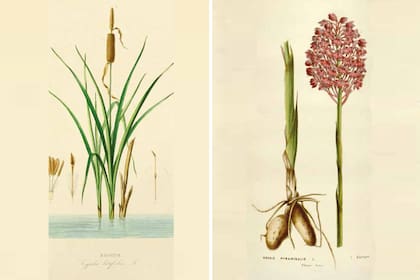 El dibujo botánico permitió un registro detallado de las características principales de cada planta.