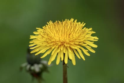 El diente de león es recomendado como diurético