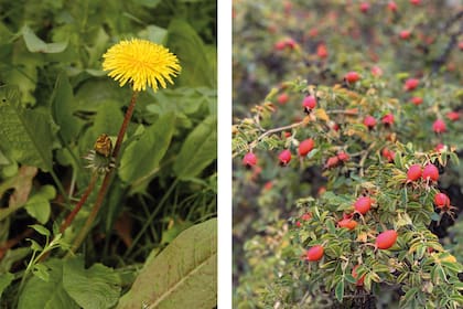 El diente de león y la rosa mosqueta son dos de las plantas que ayudan a potenciar el sistema inmunológico por su aporte de vitaminas y antioxidantes