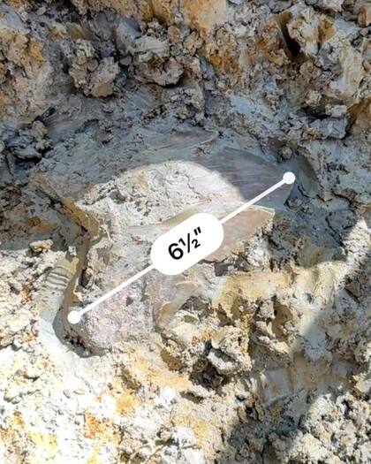 El diente de megalodón descubierto en Carolina del Sur llegó a medir 16.5 centímetros