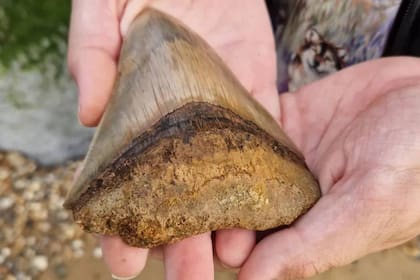 El diente de megalodón fue hallado por un niño de 13 años llamado Ben en la playa inglesa Walton-on-the-Naze