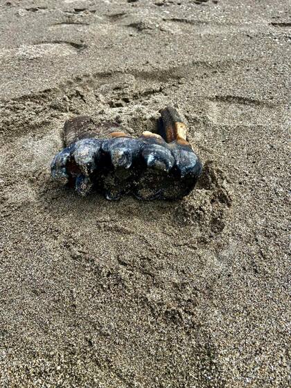 El diente estaba sobre la arena, en una playa de California