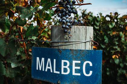 El diferencial de este certamen está en el método: se desplaza el sesgo del terruño para evaluar estrictamente por estilo y rango de precio, en igualdad de condiciones