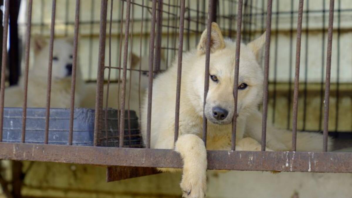 El dilema de Corea del Sur sobre qué hacer con medio millón de perros tras prohibirse su consumo