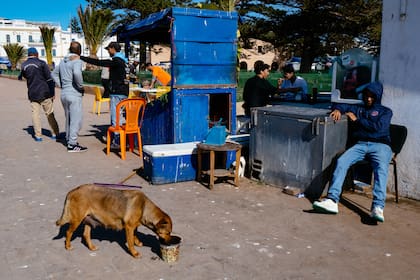 El dilema de Marruecos sobre los perros callejeros se agudiza conforme se acerca el Mundial de Fútbol 2030.