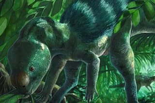 El dinosaurio del tamaño de un pollo que puede arrojar luz sobre la evolución de los ejemplares más grandes