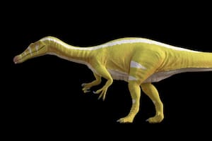 Descubren dos nuevas especies de dinosaurios; uno tenía dientes con forma de “destornillador”