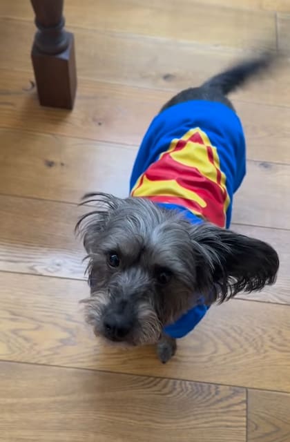 El director le puso una camiseta de Superman a Ozu antes del estreno de la película. Foto: James Gunn, Instagram