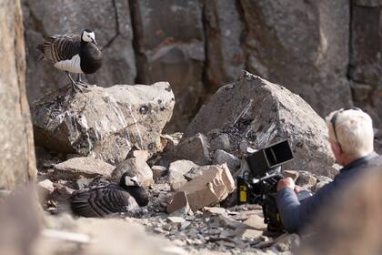 Más de 1.300 días de filmación y un equipo técnico de 245 integrantes en locación registró más 1.800 horas de material para la serie. Aquí el director Mateo Willis filmando gansos de lapa en Groenlandia.