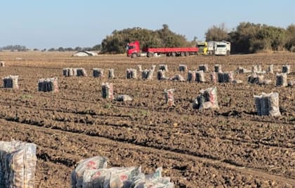 El dirigente frutihortícola explicó que los costos laborales también se han vuelto inmanejables