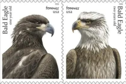 El diseñador del dibujo resaltó la importancia de mostrar las distintas etapas de la vida del águila calva