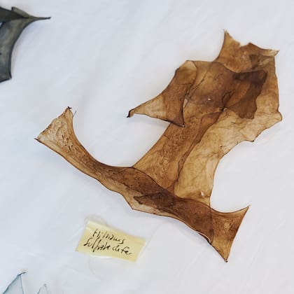 El diseñador utiliza recortes conservados en salmuera, enjuagados, trenzados y superpuestos