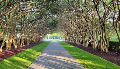 El diseño de sus calles y la abundancia de árboles contribuyen a la estética urbana agradable de Lakewood