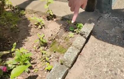 El dispositivo se encontraba enterrado entre las plantas del jardín delantero