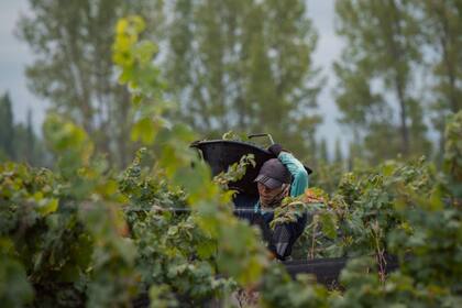 El distrito Los Chacayes agrupa a más de 30 bodegas