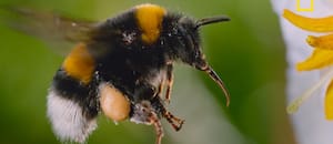 El documental de James Cameron sobre las abejas que revela detalles inéditos de su comportamiento