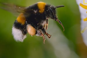 El documental de James Cameron sobre las abejas que revela detalles inéditos de su comportamiento