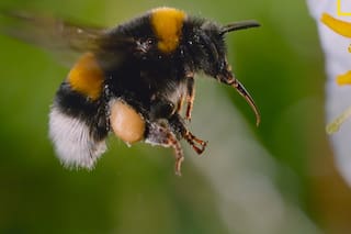 El documental de James Cameron sobre las abejas que revela detalles inéditos de su comportamiento