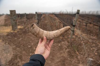 El documental Resistencia Natural, sobre cuatro viticultores italianos, fue la inspiración final para adoptar los métodos biodinámicos.