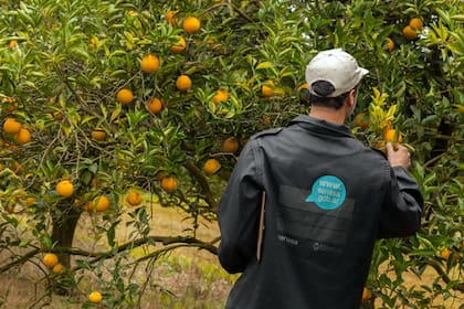 El Documento de Tránsito Vegetal Electrónico (DTV-e) es una herramienta para prevenir la propagación de plagas y enfermedades