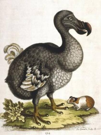 El dodo se convirtió en un símbolo de la extinción causada por humanos
