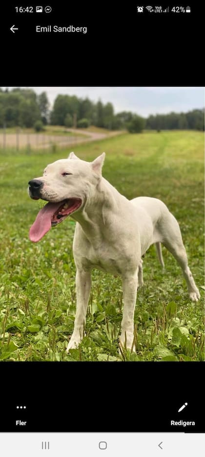 El dogo argentino es considerado el mejor perro de caza.