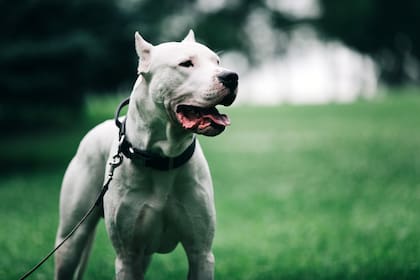 El dogo argentino es una de las pocas razas de perros desarrolladas en la República Argentina